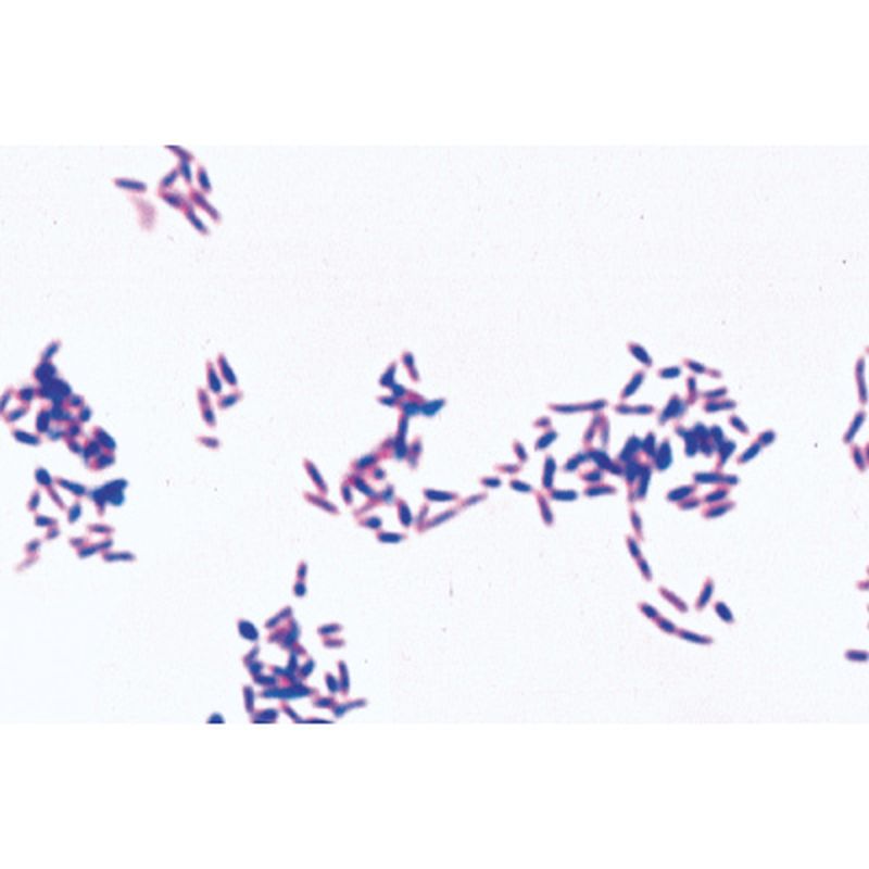 3B Pathogenic Bacteria Microscopic Slides
