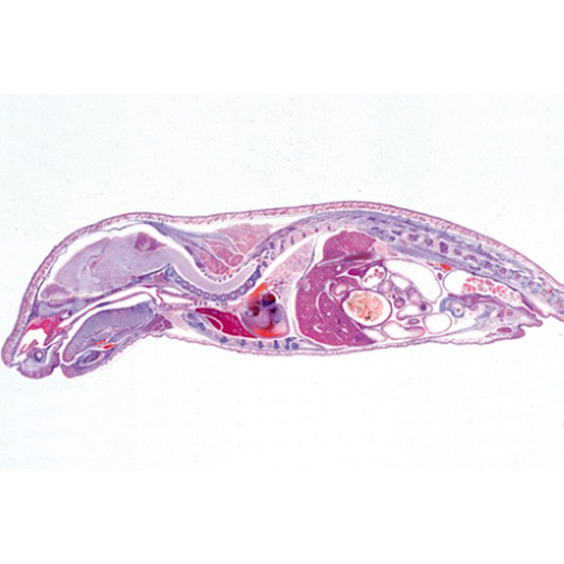 3B Pig Embryo Microscopic Slides