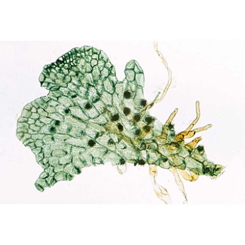 3B Pteridophytes Microscopic Slides