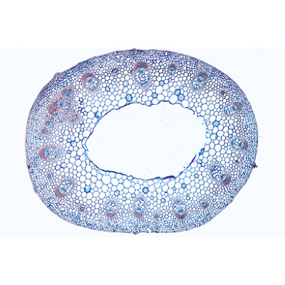 Arrangement And Types Of Vascular Bundles Microscope Slides Labworld Co Uk