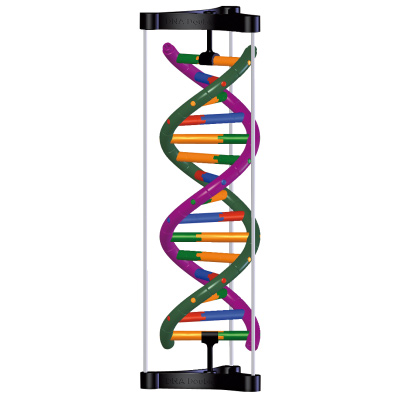 DNA & RNA Models