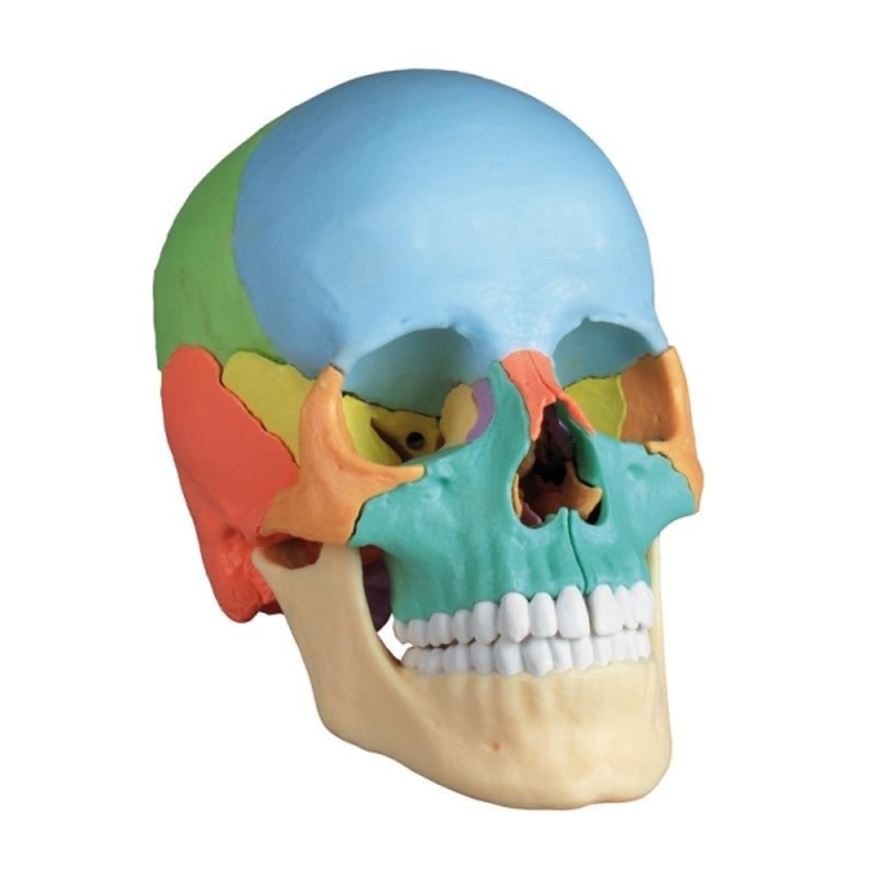 Erler-Zimmer 22-Part Painted Didactic Skull (Adult Human)