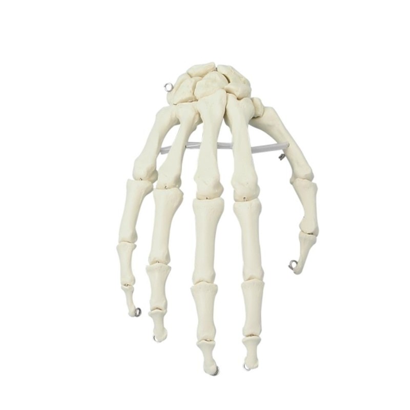 ErlerZimmer Hand Skeleton Anatomy Model LabWorld.co.uk