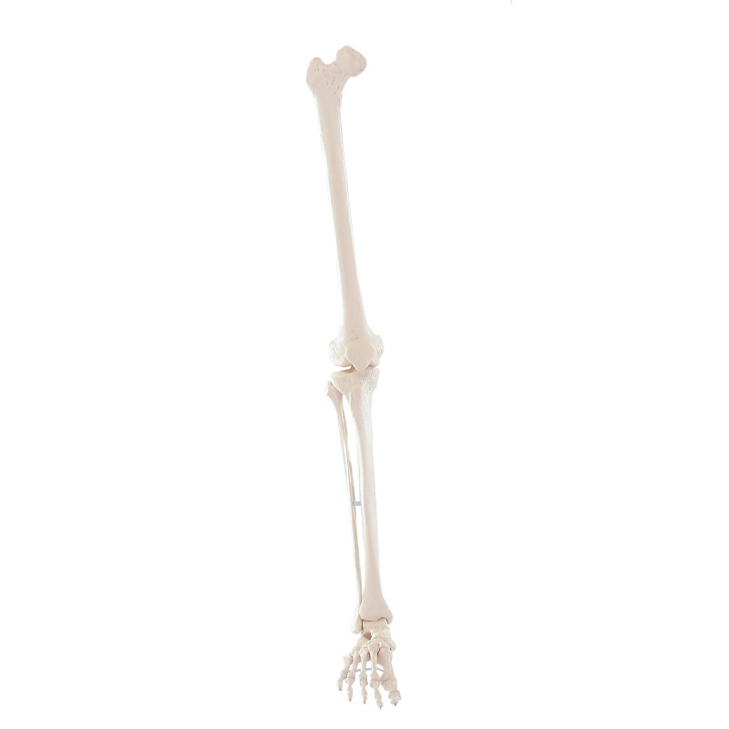 Erler-Zimmer Leg Skeleton Anatomy Model