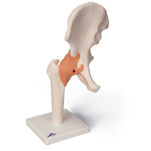Classic Functional Hip Joint Model