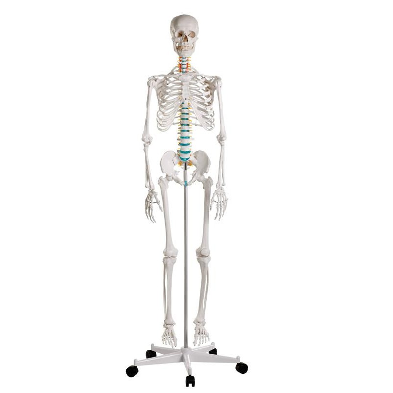 Erler-Zimmer Anatomical Full-Size Skeleton Model Oscar