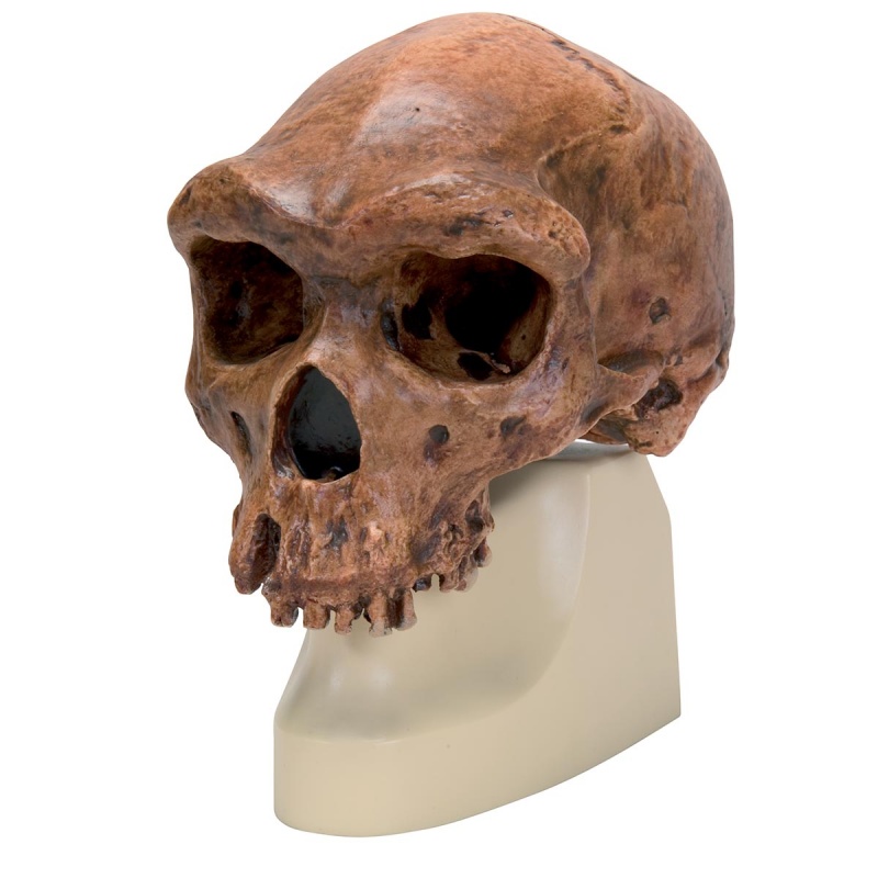 Anthropological Skull (Broken Hill or Kabwe)