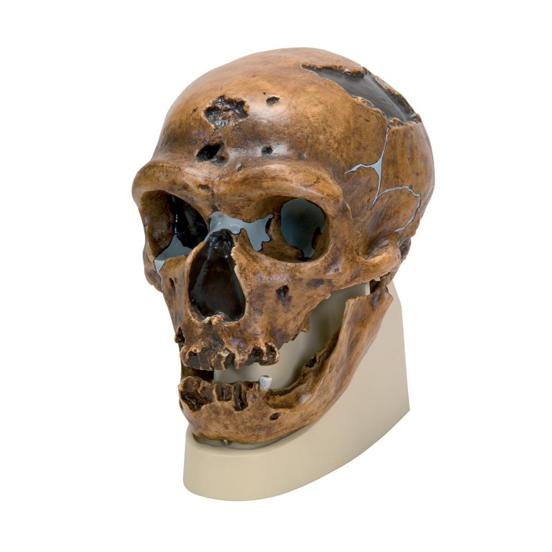 Anthropological Skull (La Chapelle-aux-Saints)