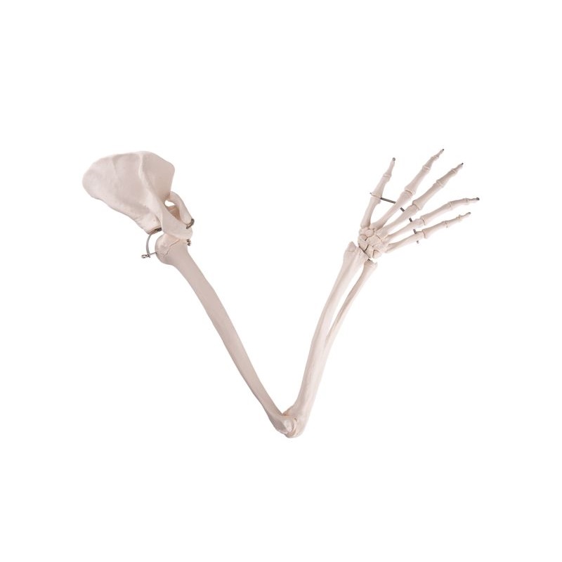 Arm Skeleton with Scapula and Clavicle