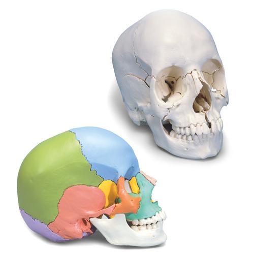 Skulls