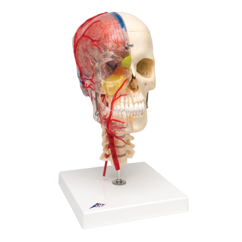 BONElike Deluxe Human Skull Model with Brain and Vertebrae