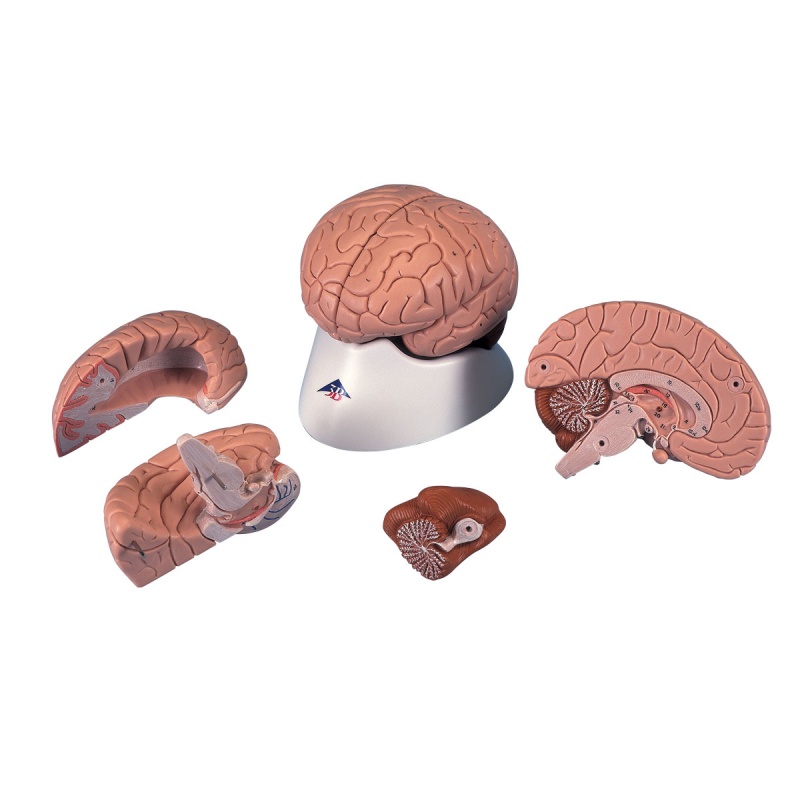 Brain Model 4 Part Labworld Co Uk
