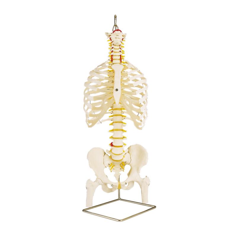 Classic Flexible Spine Model with Ribs and Femur Heads A56/2