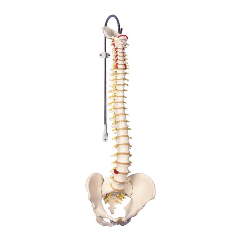 Classic Flexible Spine Model A58/1 (Male)