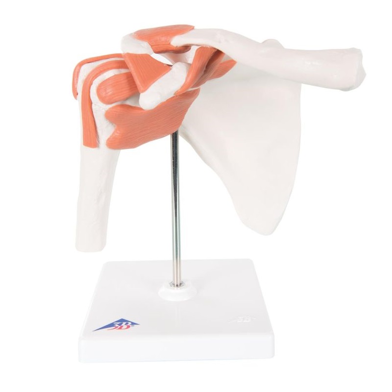 Classic Functional Knee Joint Model