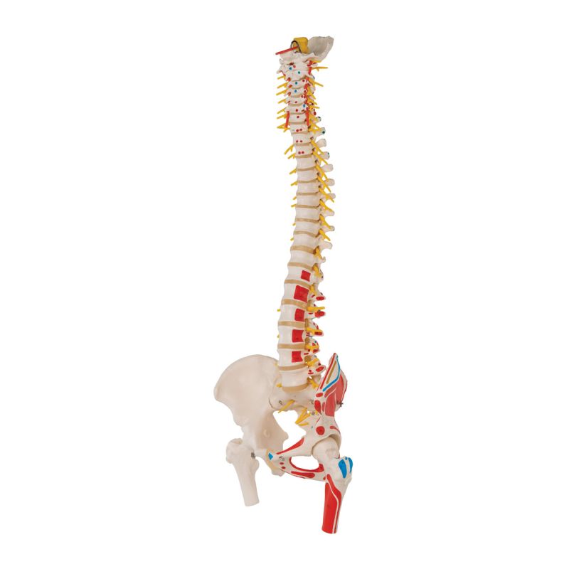 Deluxe Flexible Spine Model with Femur Heads and Painted Muscles A58/7