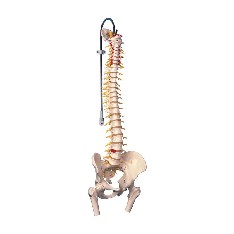 Deluxe Flexible Spine Model with Femur Heads A58/6