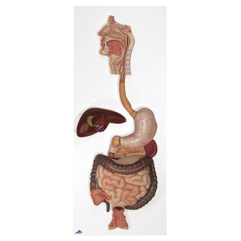 Digestive Tract & Organs