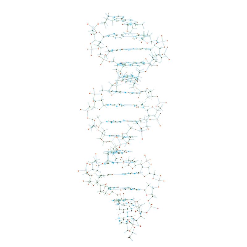 3B DNA Model