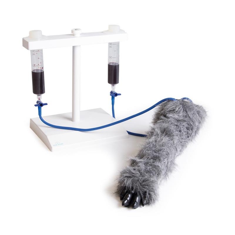 Erler-Zimmer Canine Leg IV Injection Veterinary Simulator