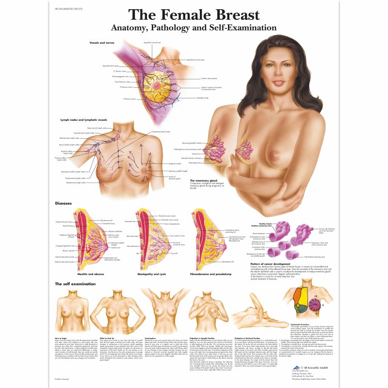 Female Breast Anatomy, Pathology and Self-Examination Chart