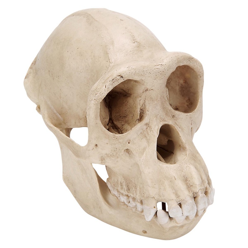 Female Chimpanzee Skull Model (Pan Troglodytes)