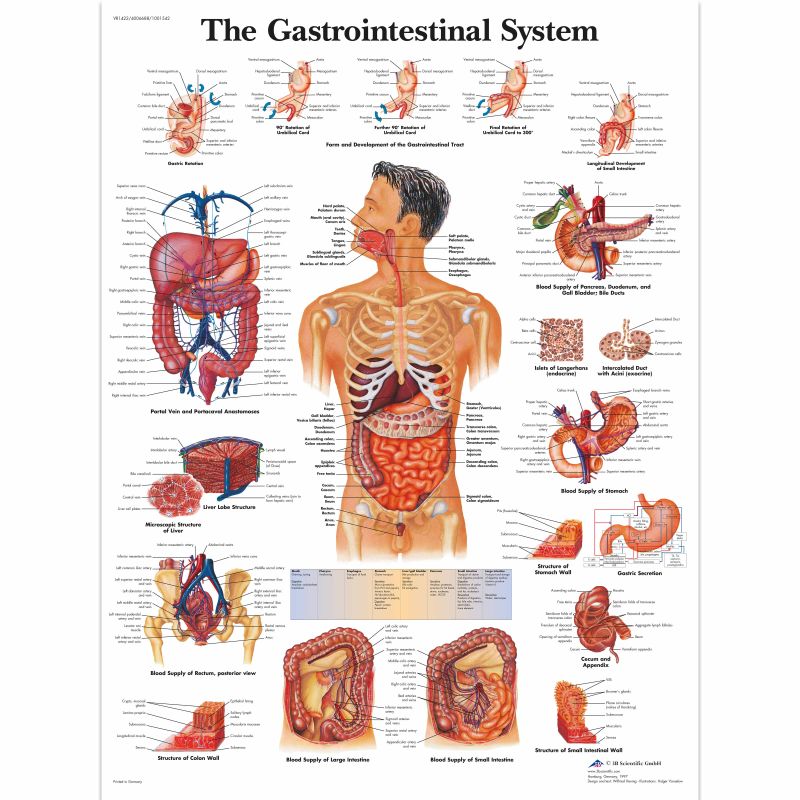 Gastrointestinal System Chart