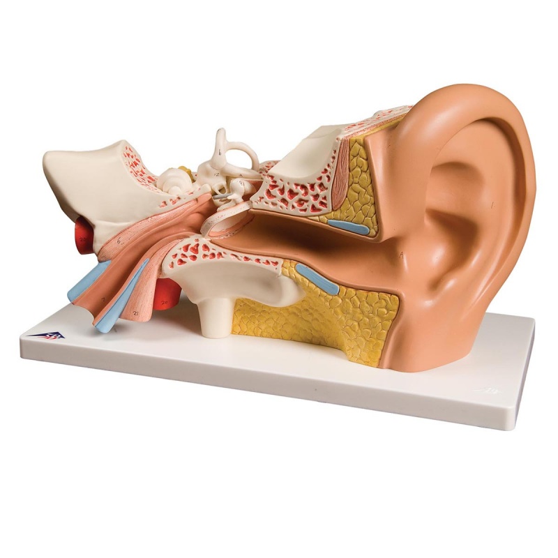Giant Ear Model, 3 Times Full-Size (4-Part)