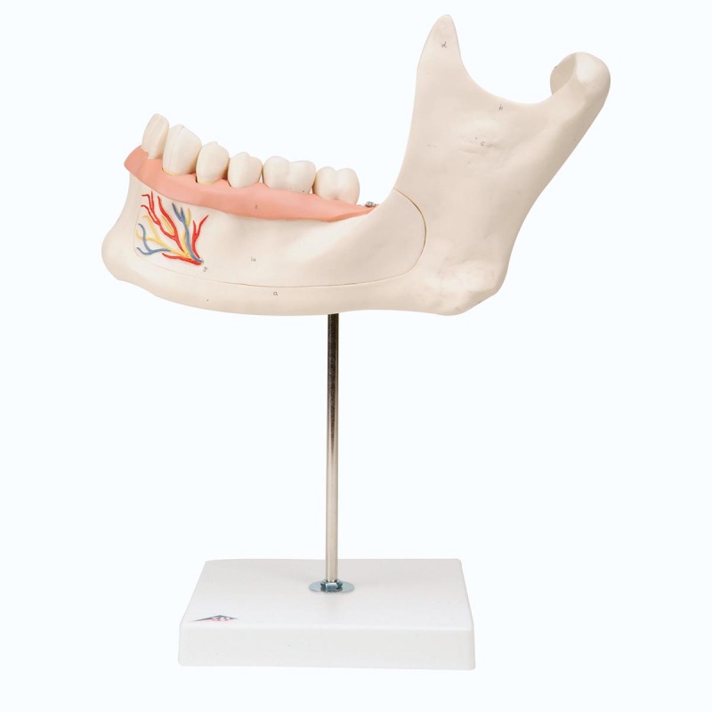 Half Lower Jaw Model, 3 Times Full-Size (6-Part)