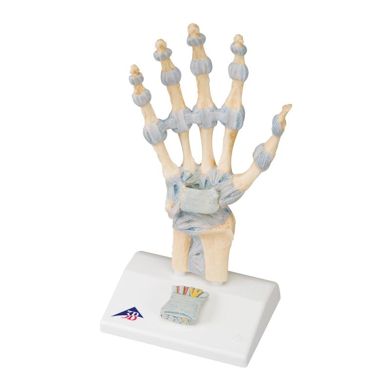 Hand Skeleton Model with Ligaments - LabWorld.co.uk