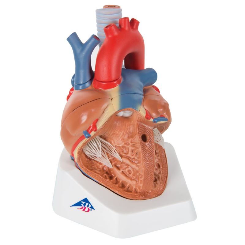 Heart Model (7-Part)