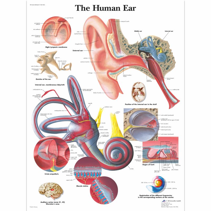 Human Ear Chart (Paper) - LabWorld.co.uk