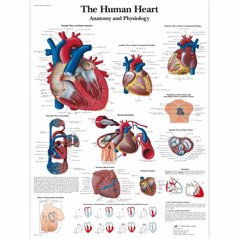 The Human Heart Chart (Laminated)
