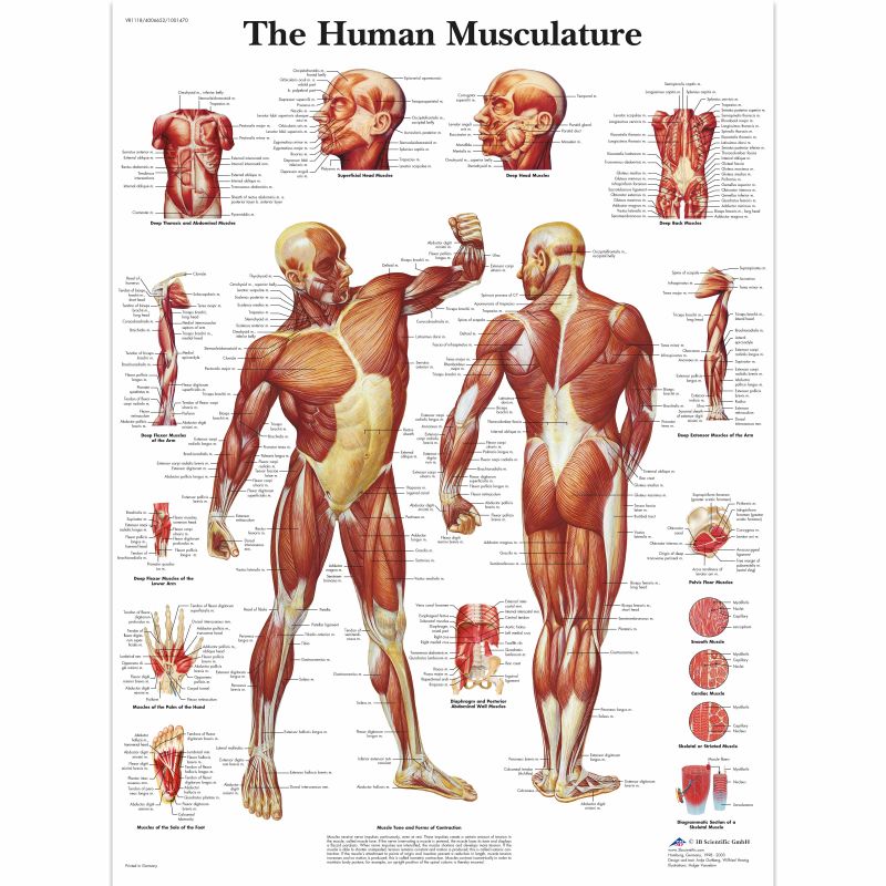 Human Musculature Chart (Paper)
