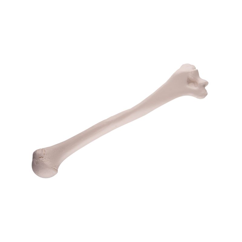 Humerus Bone Replica