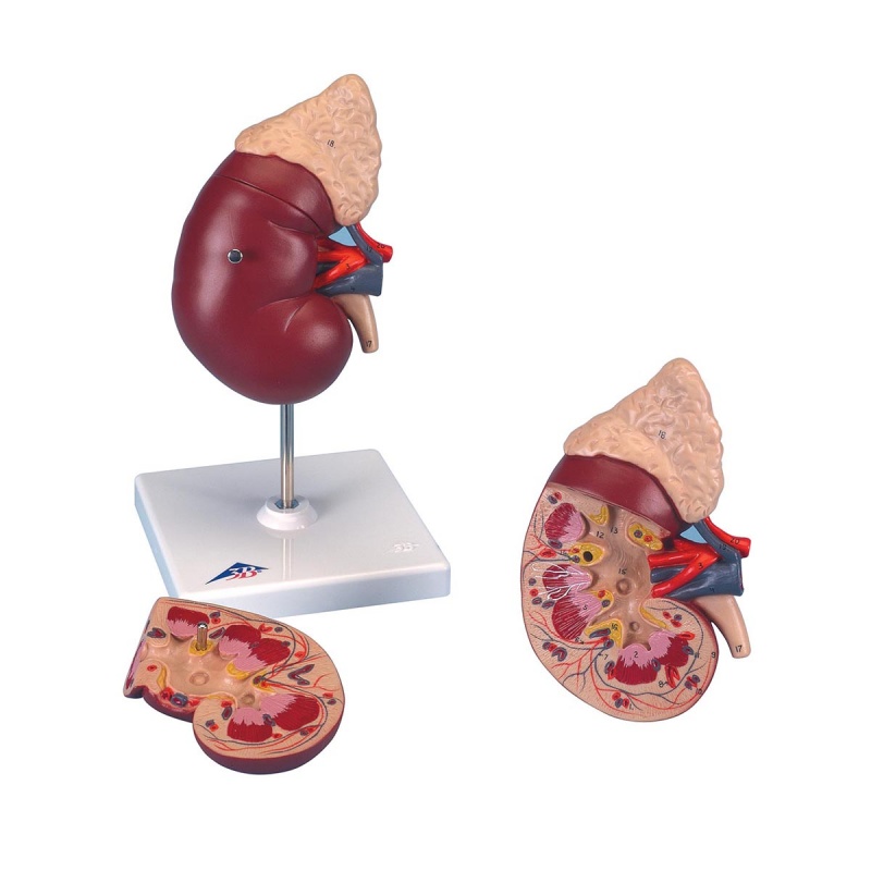 Kidney Model with Adrenal Gland (2-Part) - LabWorld.co.uk