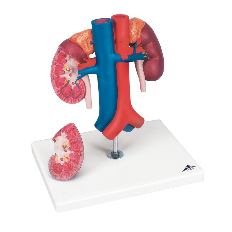 Kidney Model with Vessels (2-Part)