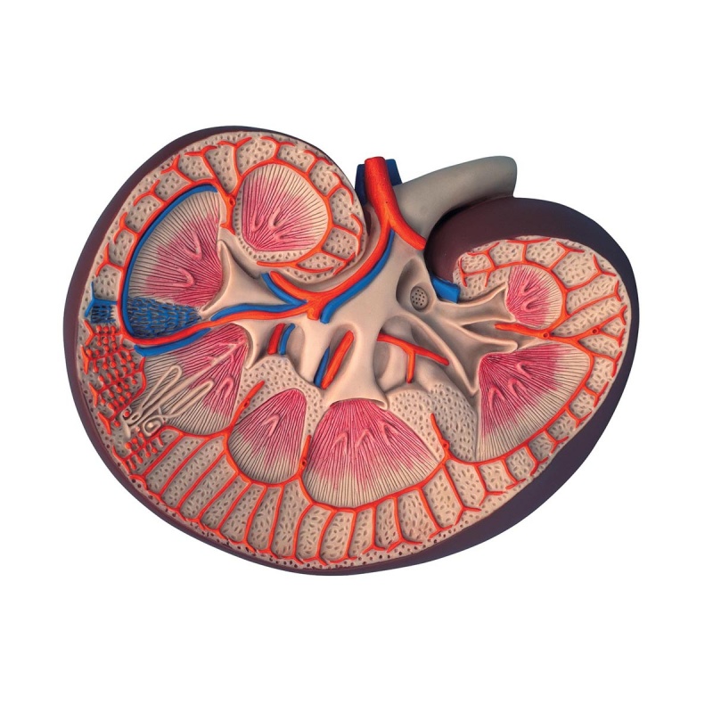 Kidney Section Model