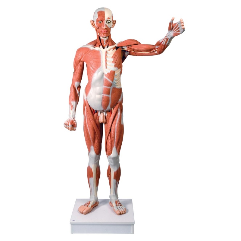 Life-Size Male Muscle Figure (37-Part)
