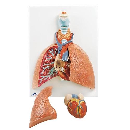 Lung Model with Larynx (5-Part)