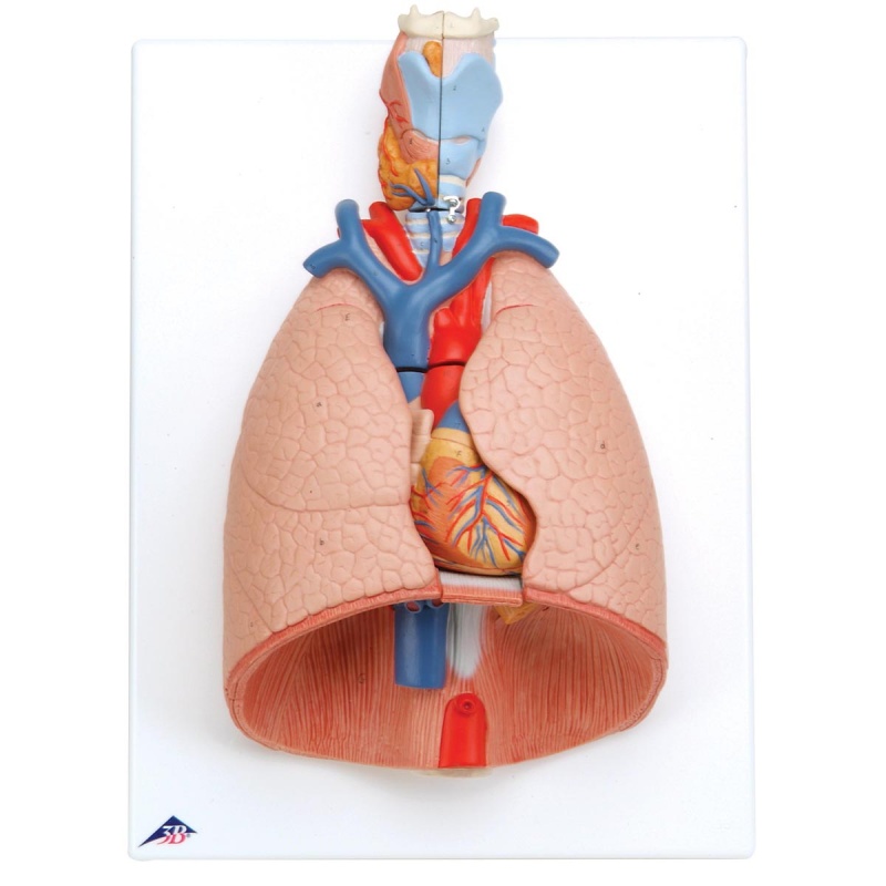 Lung Model with Larynx (7-Part)