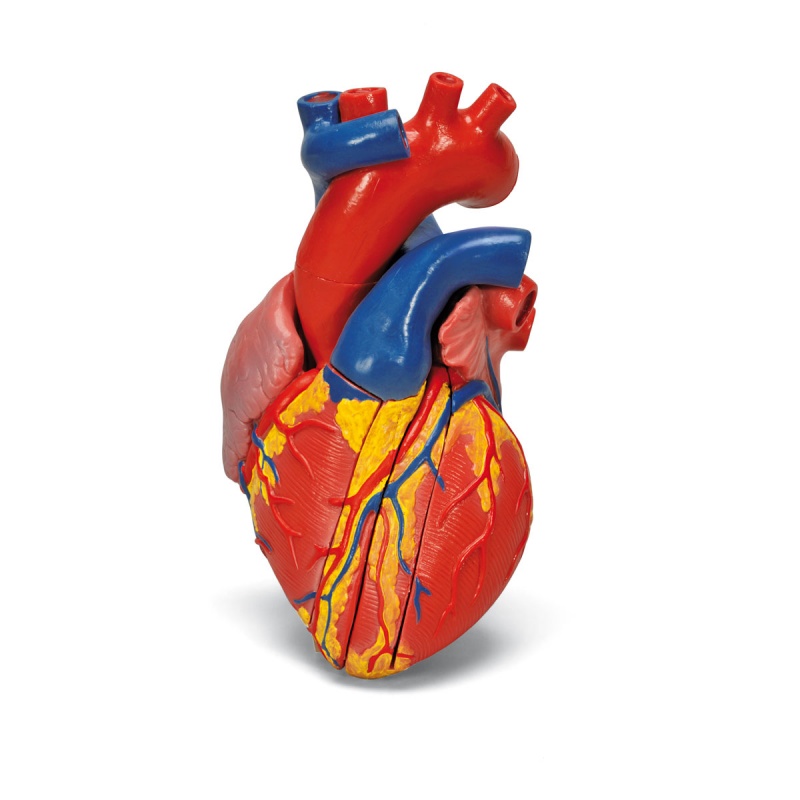 Cardio-Vascular System