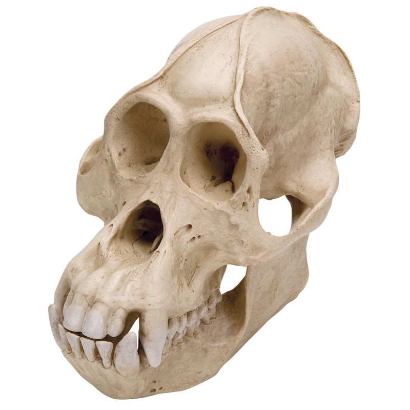 Male Orangutan Skull Model (Pongo Pygmaeus)