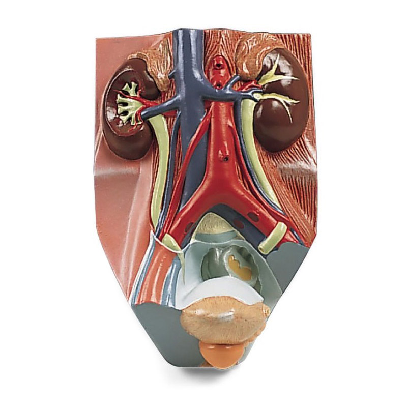 Male Urinary System Model