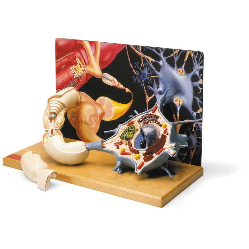 Nerve Cells & Nervous System