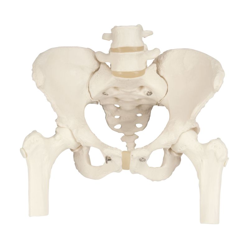 Pelvic Skeleton Model with Femur Heads