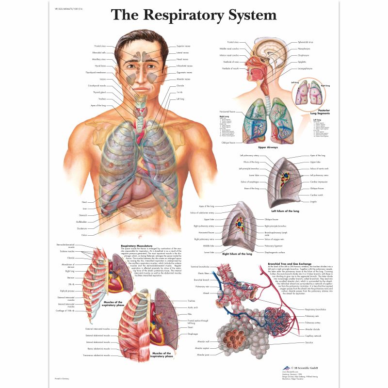 Respiratory System Chart - LabWorld.co.uk