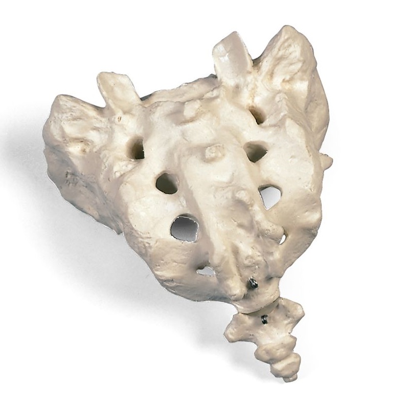 Sacrum and Coccyx Bone Replica