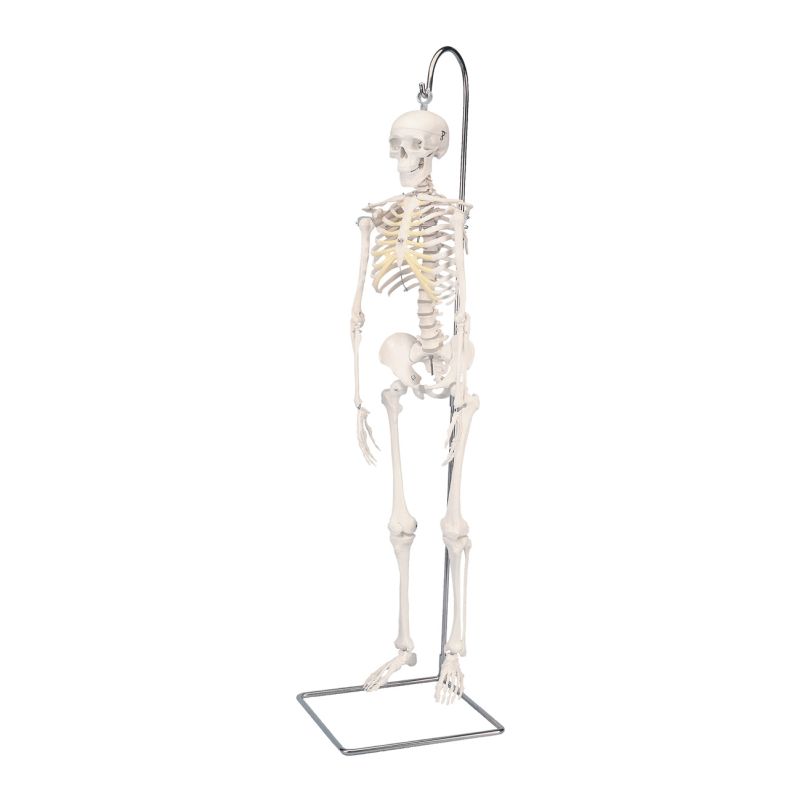 Shorty the Mini Skeleton