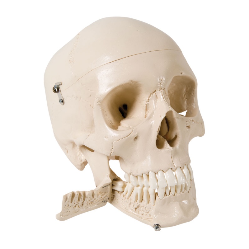 Skull Model with Teeth for Extraction (4-Part)